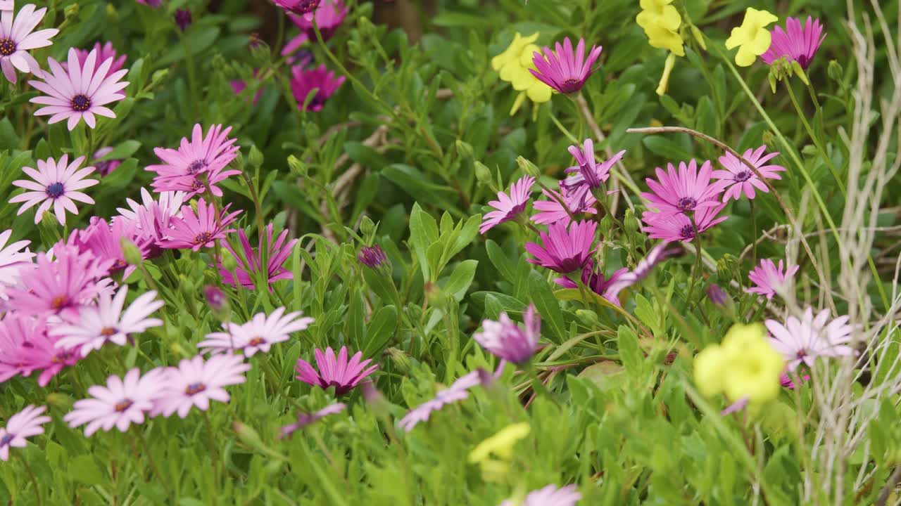 Macro camera pans across vibrant pink Osteospermum flowers in lush spring garden, soft daylight