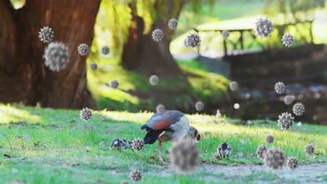 células covid-19 contra patos que comen en el parque
