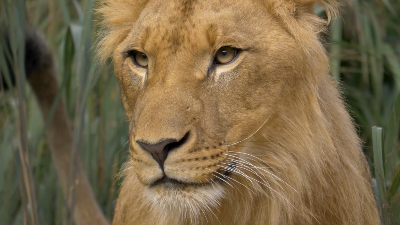 increíble primer plano de un impresionante león joven