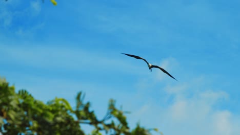 Weiblicher-Fregattvogel,-Der-Hoch-Im-Blauen-Himmel-Fliegt,-Kamerafahrt-Mit-Niedrigem-Winkel