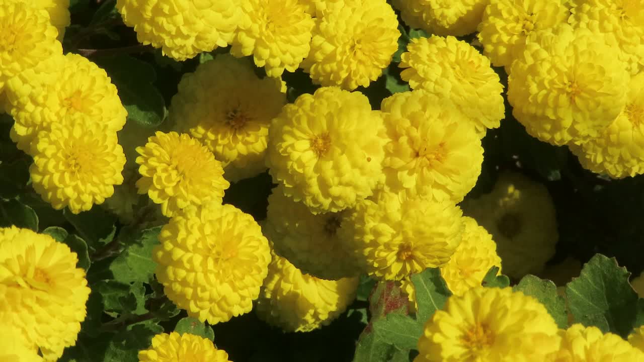 Small chrysanthemums