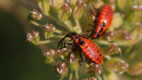 Pair-Of-Spilostethus-Saxatilis-Nymphs-On-Plant