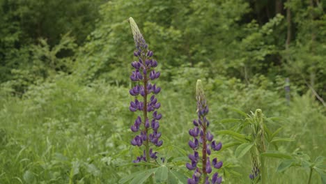 man's finger pointed and touched the petal of large-leaved lupine in the meadow