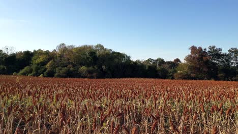 volando bajo a través del campo de grano de milo y el final de la temporada