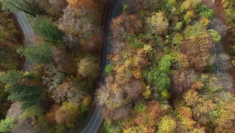 a curvy street is leading through a wonderful colored autumn forest, straight from above with driving cars