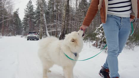 man walking and training with treats his samoyed breed puppy dog in snowy forest