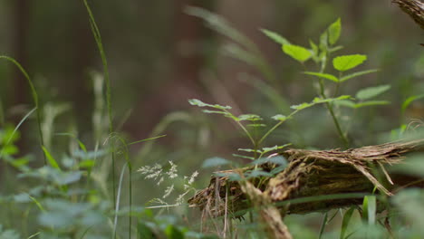 close up of broken tree branches in countryside forest