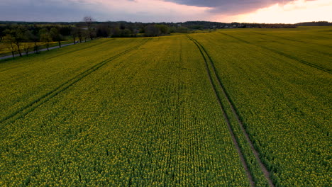 Bajando-El-Dron-Sobre-Un-Campo-De-Colza-Madura-Durante-Una-Majestuosa-Puesta-De-Sol.