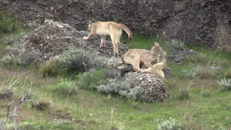 Entzückende-Pumajungen-Spielen-Und-Purzeln-Von-Einem-Felsen-In-Patagonien---Weitwinkelaufnahme