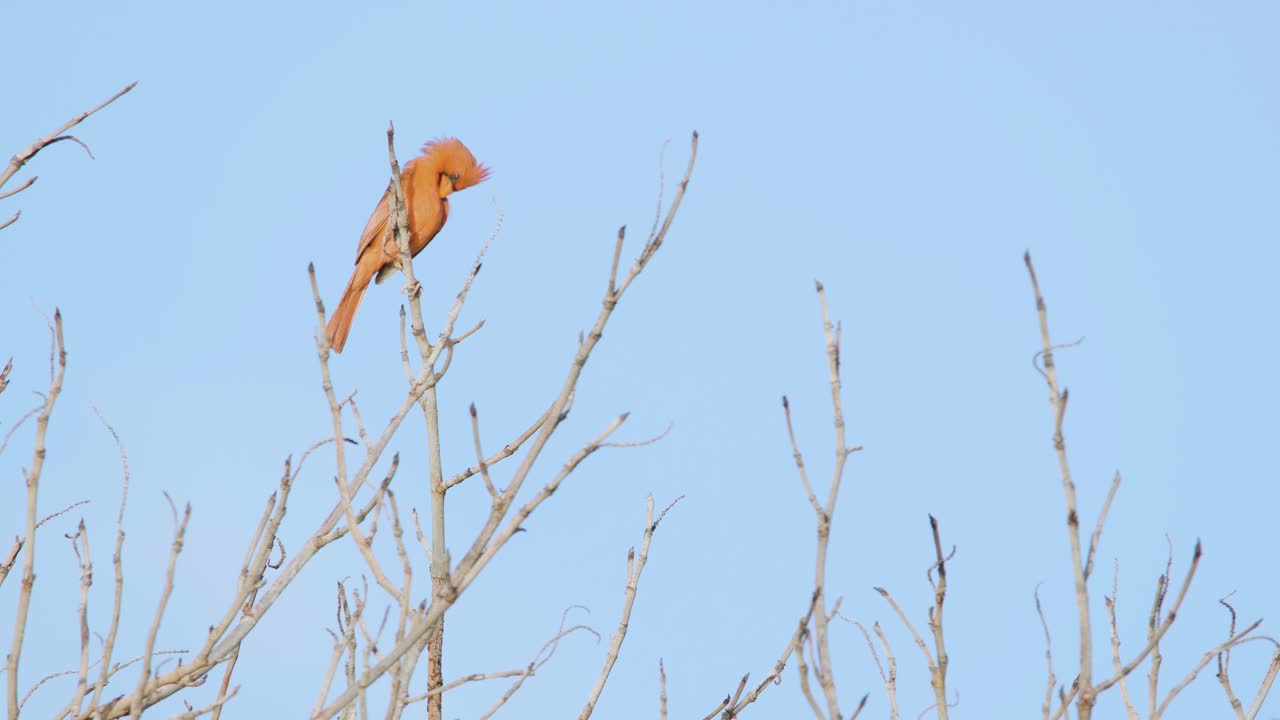 푸른 하늘을 배경으로 나뭇가지 위에서 부르고 노래하는 붉은 추기경