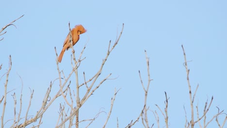 red cardinal bird calling and singing on top of tree branches with blue sky in background