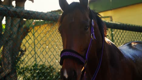 caballo de pie en el rancho 4k