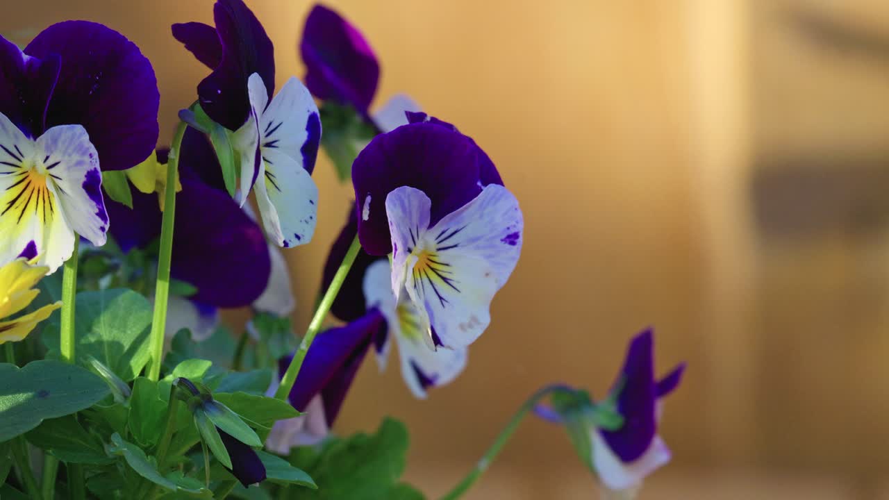 Video captures Viola flowers dancing in autumn's warm sunlight