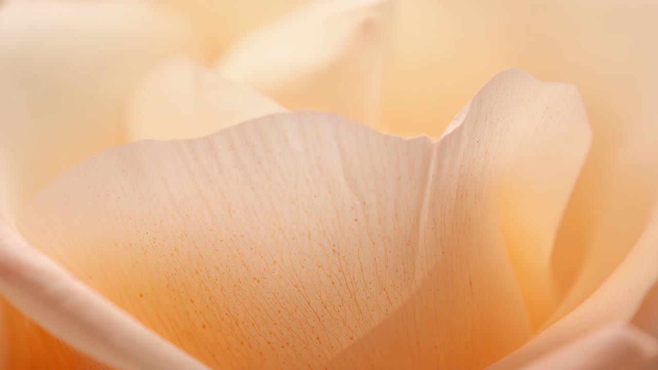 Shifting camera focus revealing peach bloom inner petals in studio macro, showing fine veins