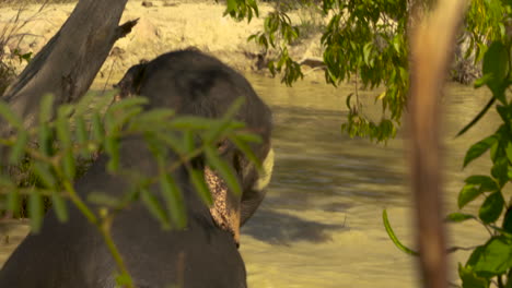 mirando a través de los árboles para ver a un elefante asiático chapotear y jugar en un río fangoso