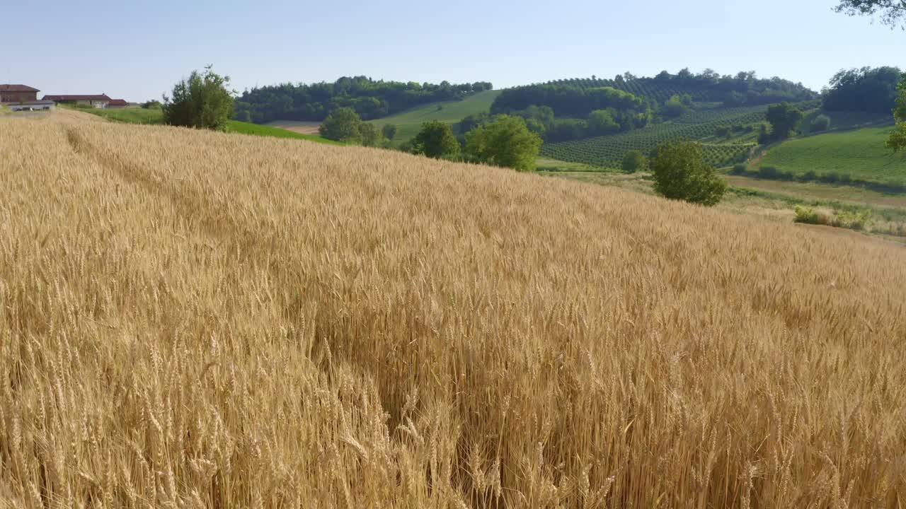 Italian wheat field with crops of fruit trees in the background