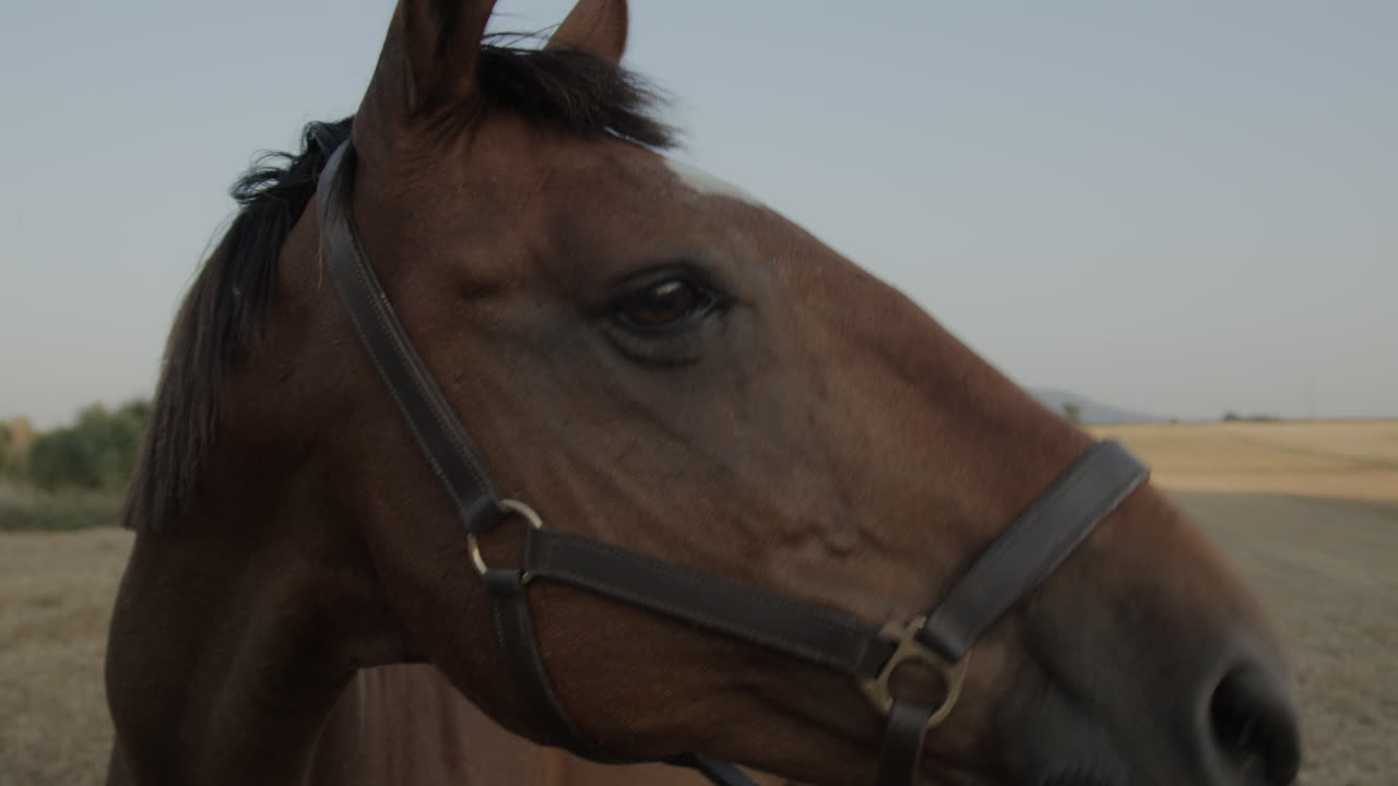Um cavalo marrom em um campo