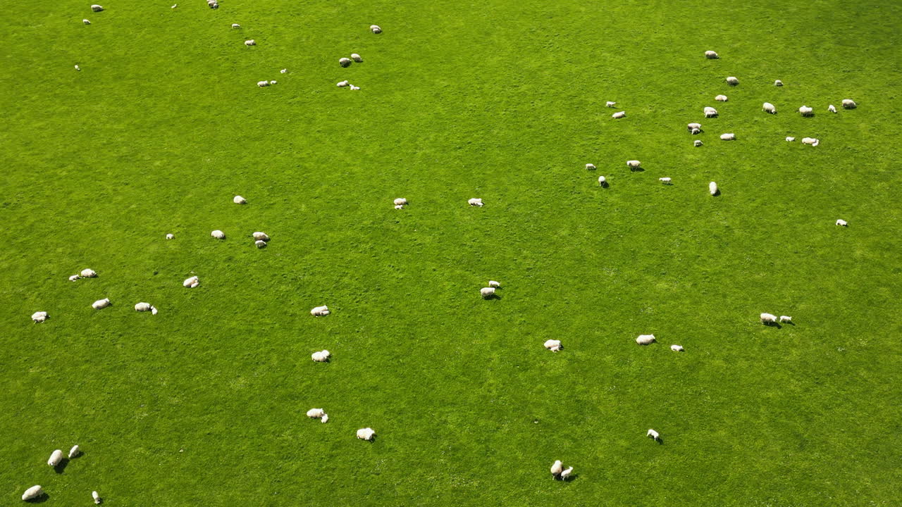 retroceso aéreo, ovejas pastando en un vasto campo de hierba en nueva zelanda