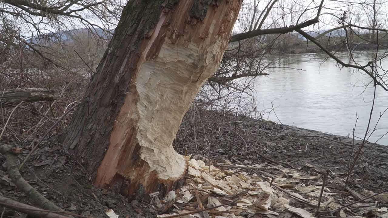 A close-up of a large tree trunk intensely gnawed by beavers, located on a muddy riverbank surrounded by leafless trees and winter vegetation. The deep bite marks and wood shavings scattered.