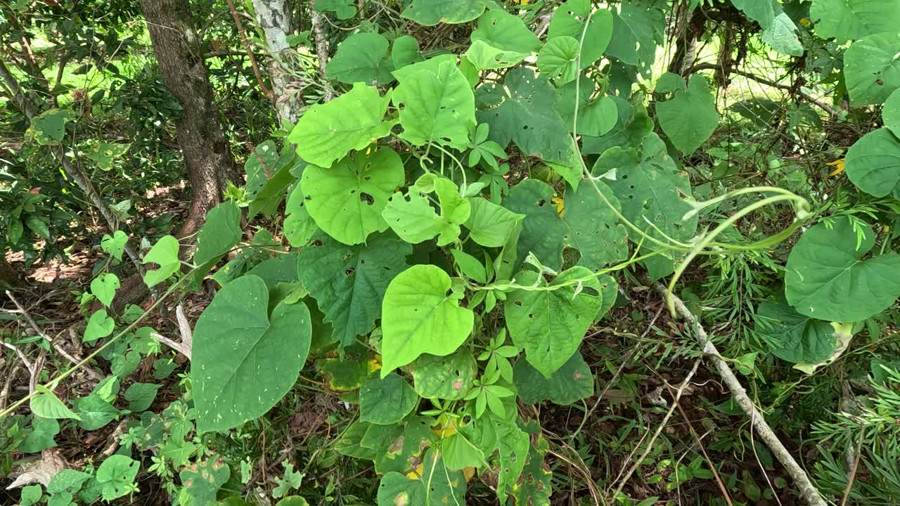 Green leaves with insect-eaten holes sway gently in the wind, captured in a natural forest setting