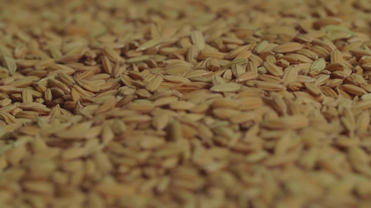 Beautiful Rice Grains Rotating, Asian Main Meal