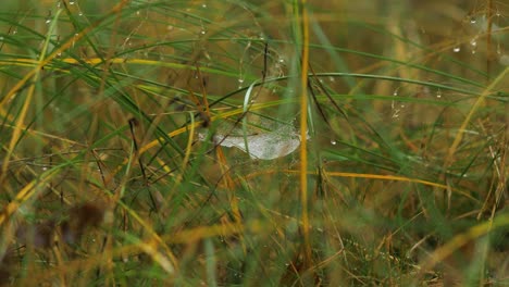 Telaraña-Atrapada-Cubierta-De-Rocío-Matutino,-Colocada-En-Un-Prado-Entre-Tallos,-Día-Brumoso-En-Un-Prado-De-Otoño,-Tiro-Medio-Moviéndose-Lentamente-En-Un-Viento-Tranquilo