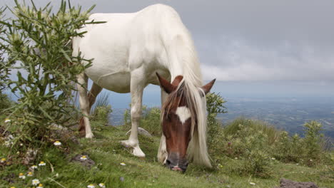 caballo salvaje en la cima de una montaña