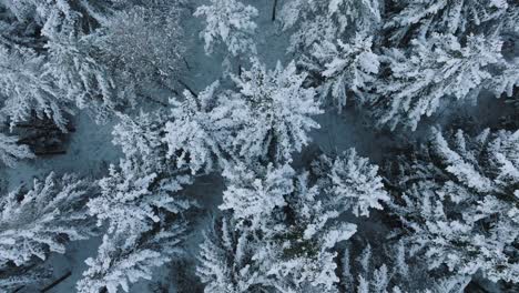 Aerial-birdseye-footage-of-trees-covered-with-snow,-Nordic-woodland-pine-tree-forest,-calm-overcast-winter-day,-wide-drone-shot-moving-forward-close-to-the-treetops