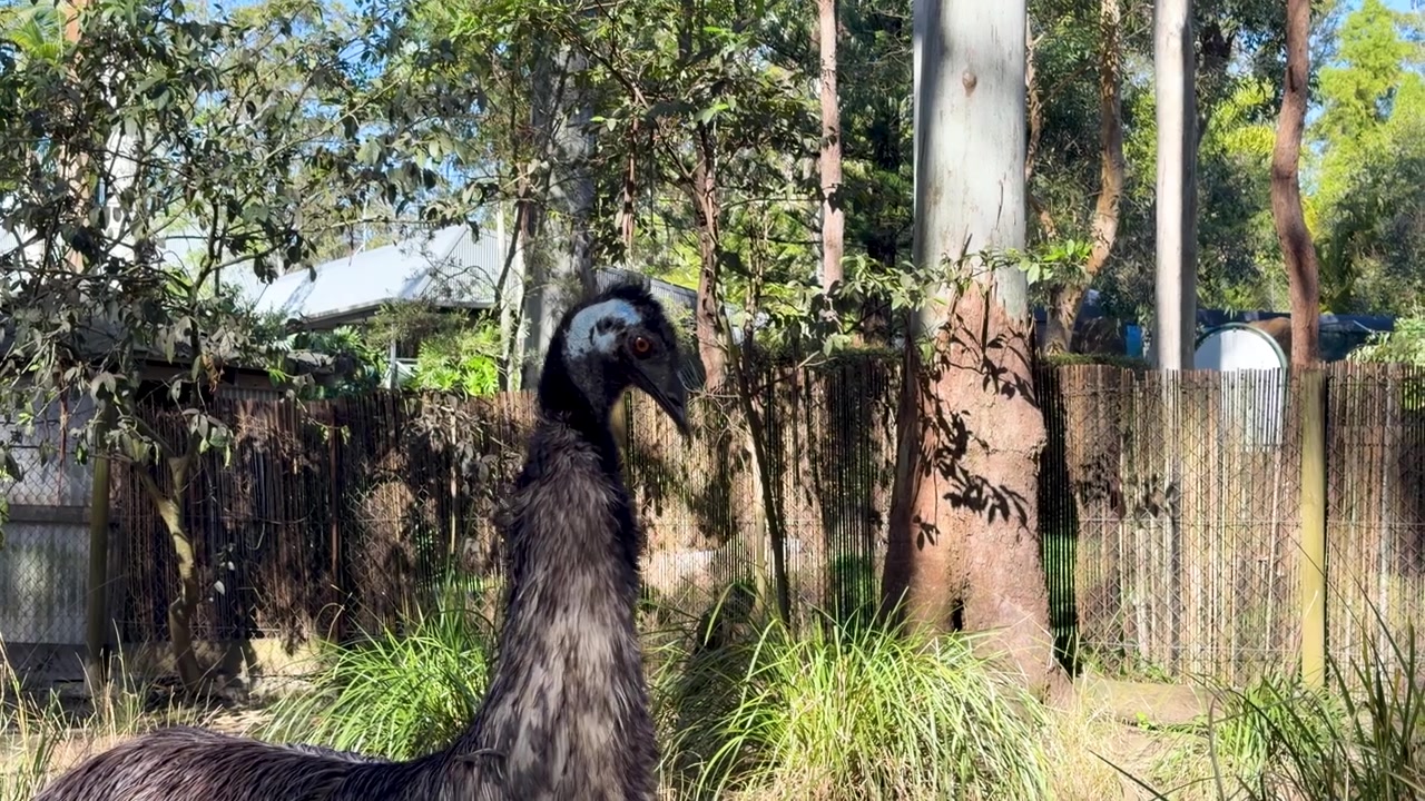 Un grande emù sta in allerta vicino a una recinzione di bambù nella soleggiata boscaglia australiana.