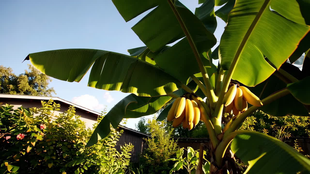Banana Tree with Bunch of Bananas