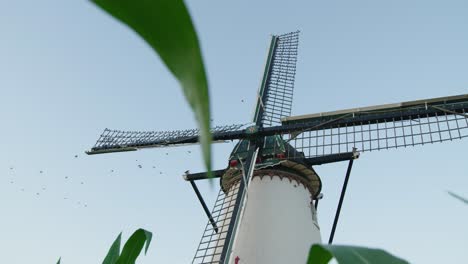 dolly forward shot of starlings perched in windmill sail