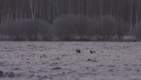 Black-grouse-lek-in-early-morning