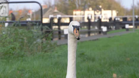 Head-Shot-Of-A-Mute-Swan-In-Grand-Canal-Shoreline-In-Dublin,-Ireland