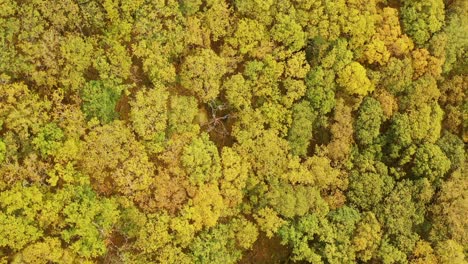 Vista-Aérea-De-Arriba-Hacia-Abajo-De-Los-Colores-Del-Otoño,-Bosque-De-Robles,-Ariundle,-Highlands,-Escocia