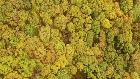 vista aérea de arriba hacia abajo de los colores del otoño, bosque de robles, ariundle, highlands, escocia
