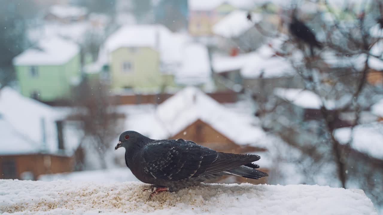 Beautiful bird in the snow on the winter city background. Hungry bird dove eating bread on the roof of a house outdoors.