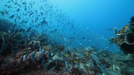 schooling tropical reef fish and vibrant coral reef shot scuba diving in raja ampat in indonesia