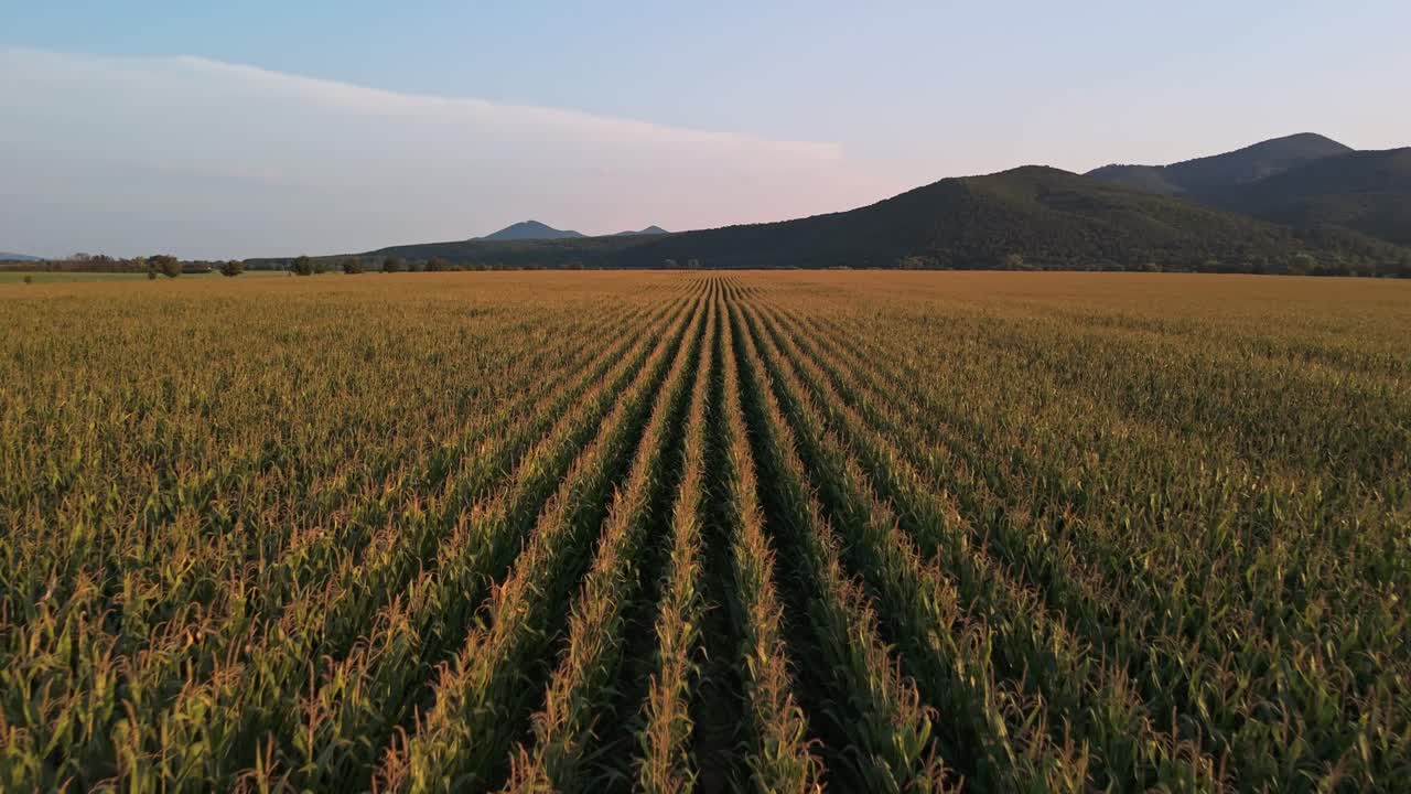 Aerial forward tracking view of a cornfield in Zemplén, Hungary, showcasing golden rows of crops stretching towards distant hills under a clear sky, capturing the serene rural landscape