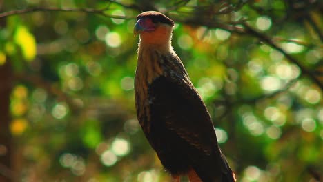 Caracara-De-Cresta-Norte-En-La-Sabana-Brasileña-En-Una-Rama-Al-Lado-De-La-Carretera