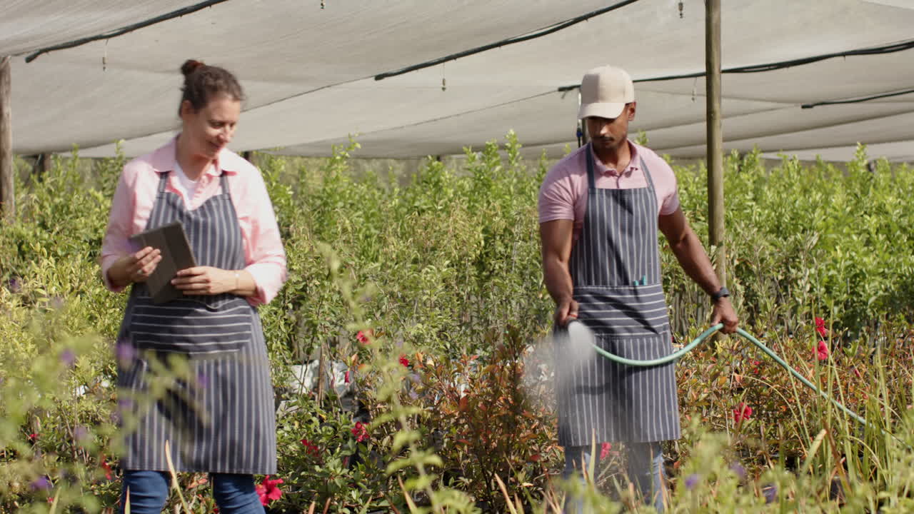 Man watering plants in nursery garden while woman with tablet observes, in greenhouse