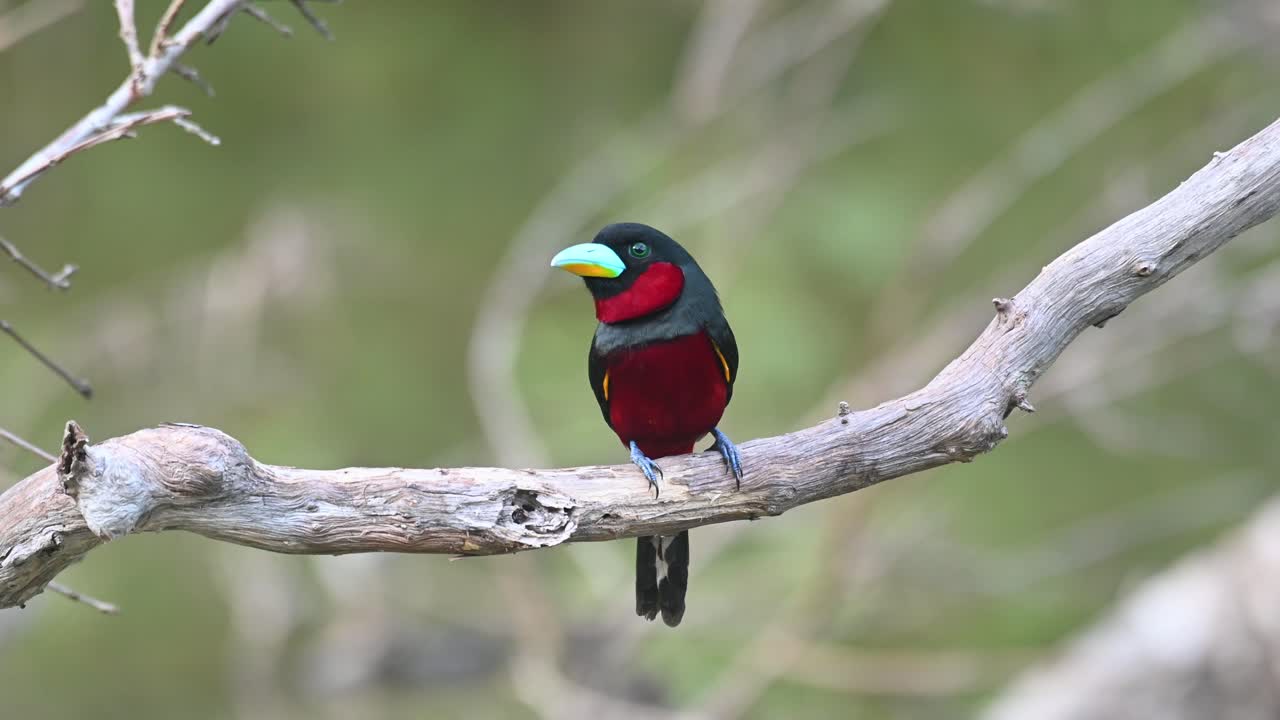 pico ancho negro y rojo, cymbirhynchus macrorhynchos, kaeng krachan, tailandia