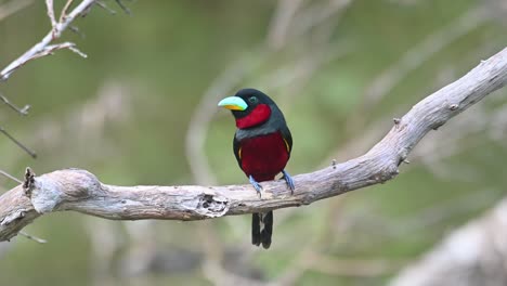 black-and-red broadbill, cymbirhynchus macrorhynchos, kaeng krachan, thailand