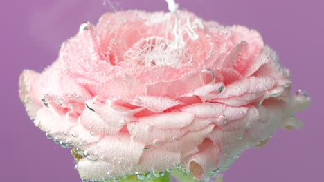 pink ranunculus flower underwater with bubbles and cotton candy effect