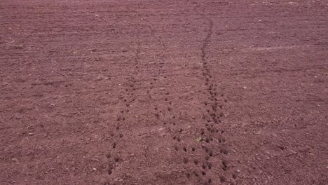 Moose-roe-deer-footprint-traces-in-plowed-field-soil-aerial-view