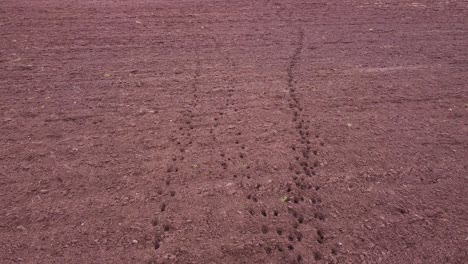 eland ree voetafdruk sporen in geploegd veld bodem luchtfoto