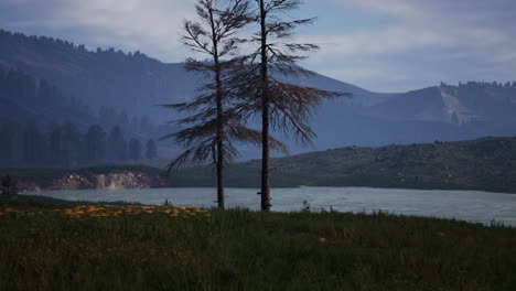 bosque de pinos en las montañas