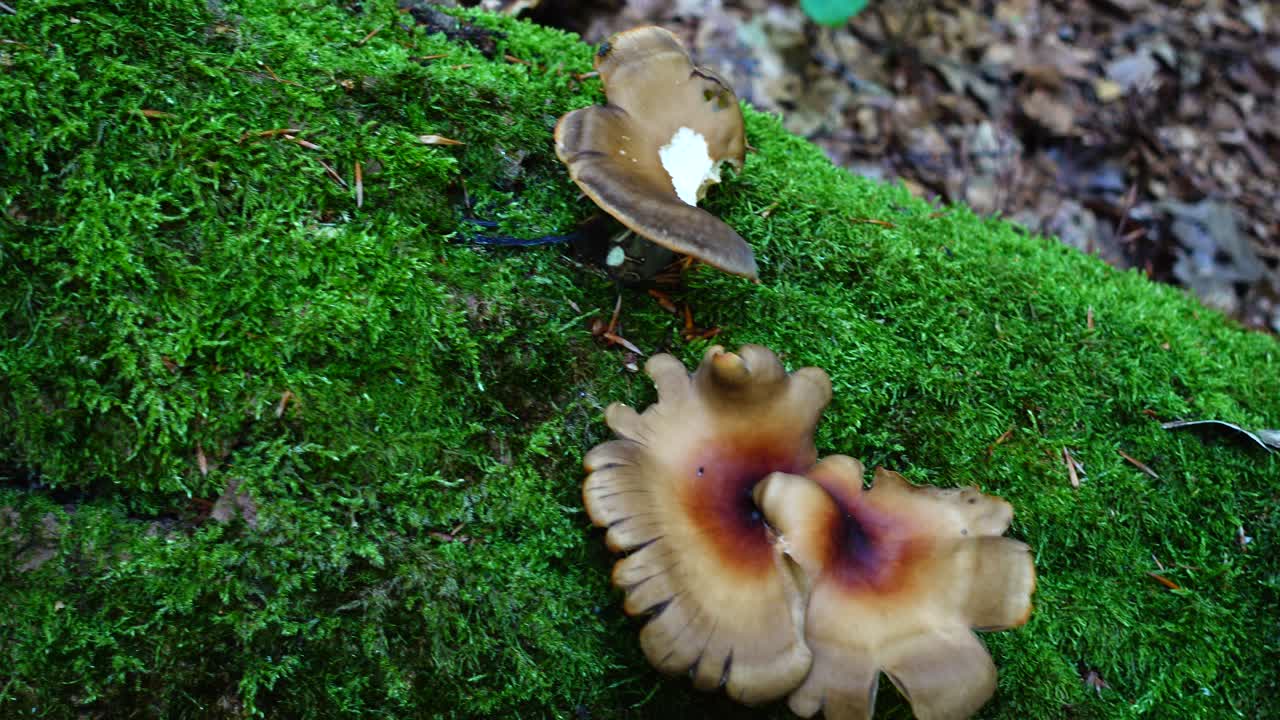 Armillaria mellea. Fotografering af svampe i skoven