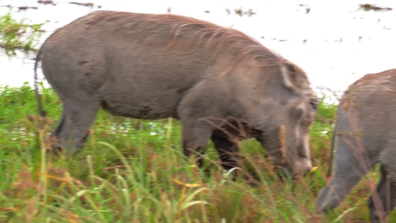 Et par vortesvin strejfer og græsser fredeligt i vådområderne ved Ngorongoro-krateret, Tanzania, hvilket viser det rolige afrikanske dyreliv og den naturlige skønhed af sumpede savannesletter i deres habitat.