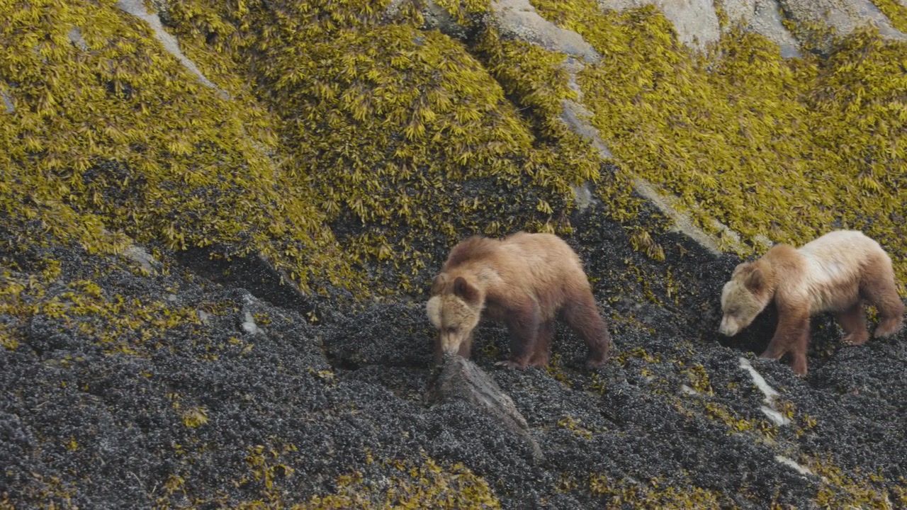 Filmisk bild av två brunbjörnar som söker efter mat bland tång och stenar på en karg kust. Utmärkt för naturdokumentärer och innehåll om miljöskydd.