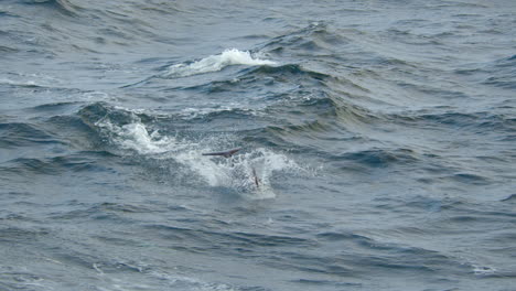 Dolphin-jumping-high-into-the-direction-of-the-camera